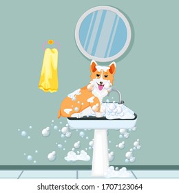 Corgi setting on the sink