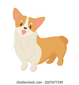 Corgi standing isolated vector illustration. Funny little dog, cute face and short tail. Friendly character in flat style.