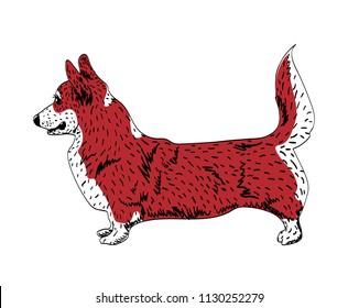 Corgi of wine color is in the rack.