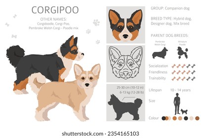 Corgipoo clipart. Welsh corgi Poodle mix. Different coat colors set.  Vector illustration