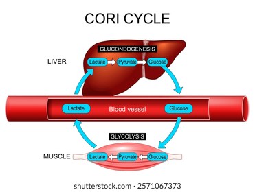 Cori cycle. Differences between glycolysis and gluconeogenesis. Energy homeostasis. Anaerobic metabolism. Exercise physiology. Glucose recovery. Vector poster