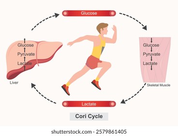 The Cori cycle is a natural metabolic process that helps the body produce energy in which lactate produced by anaerobic glycolysis in the muscles moves to the liver and is converted to glucose.