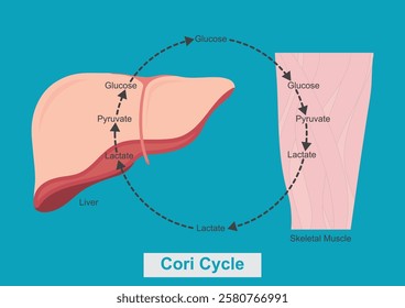 Cori cycle refers to the metabolic pathway in which lactate produced by anaerobic glycolysis in the muscles moves to the liver and is converted to glucose. medical healthcare, vector illustration. 