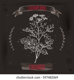 Coriander aka cilantro, Coriandrum sativum, hand drawn sketch on grunge black background. Culinary herbs collection. Great for cooking, medical, gardening design