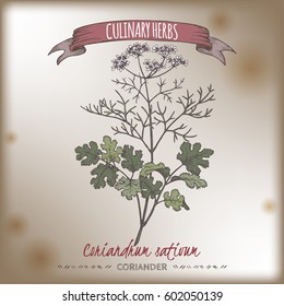 Coriander aka cilantro, Coriandrum sativum, hand drawn color vector sketch on grunge black background. Culinary herbs collection. Great for cooking, medical, gardening design