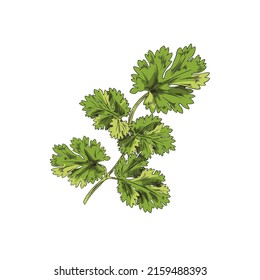 Coriander aromatic herb branch or twig with leaves, sketch colored vector illustration isolated on white background. Coriander herbal natural ingredient for culinary.