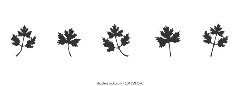 Coriander black icon set. Parsley leaves vector illustration isolated on white. Cilantro symbol collection.