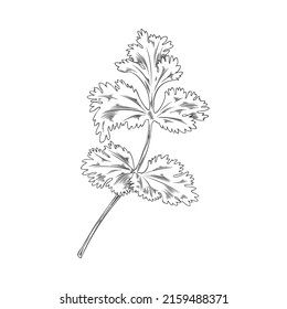 Coriander branch with leaves, outline sketch vector illustration isolated on white background. Chinese parsley or cilantro herbs and cooking ingredients. Hand drawn aromatic plant.