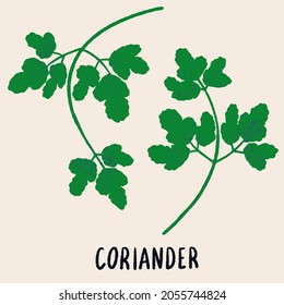 Coriander branches. Herb isolated vector illustration in hand drawn flat style. Food magazine illustration