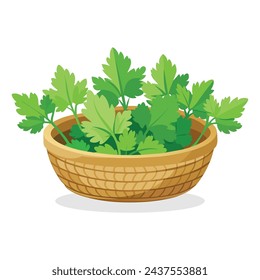 Coriander in busket Green Leafy Vegetables vector illustration.