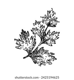 coriander chervil hand drawn. cerefolium anthriscus, plant illustration, food fennel coriander chervil vector sketch. isolated black illustration