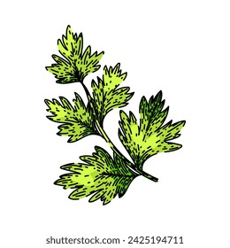 coriander chervil hand drawn. cerefolium anthriscus, plant illustration, food fennel coriander chervil vector sketch. isolated color illustration