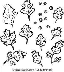 Coriander Cilantro brush pen hand sketched vector icons. 