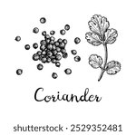 Coriander, cilantro or Chinese parsley. Handful of spice. Ink sketch isolated on white background. Hand drawn vector illustration. Retro style.