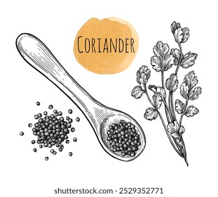 Cilantro, cilantro o perejil chino. Un puñado de especias en una cuchara. Conjunto de boceto de tinta aislado sobre fondo blanco. Ilustración vectorial dibujada a mano. Estilo retro.