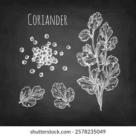 Coriander, cilantro or Chinese parsley. Handful of spice. Chalk sketch on blackboard background. Hand drawn vector illustration. Vintage style.