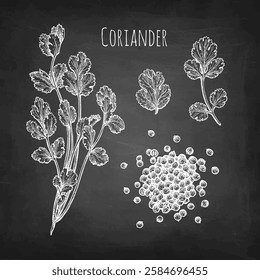 Coriander, cilantro or Chinese parsley. Handful of spice. Chalk sketch on blackboard background. Hand drawn vector illustration. Vintage style.