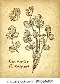 Coriander, cilantro or Chinese parsley. Ink sketch set on old paper background. Hand drawn vector illustration. Retro style.