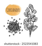 Coriander, cilantro or Chinese parsley. Pile of spice. Ink sketch isolated on white background. Hand drawn vector illustration. Retro style.