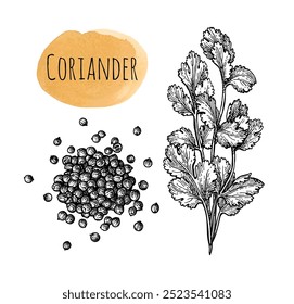 Coriander, cilantro or Chinese parsley. Pile of spice. Ink sketch isolated on white background. Hand drawn vector illustration. Retro style.