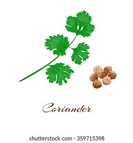 Coriander or cilantro. Isolated on White. Vector.