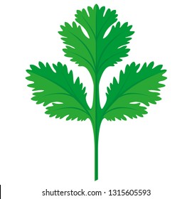 Coriander or Cilantro Leaf vector flat graphic illustration, fully adjustable and scalable. Cut herb leaves.