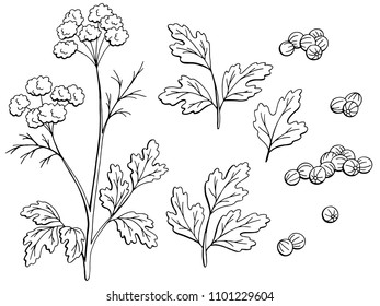 Coriander Cilantro Plant Graphic Black White Isolated Sketch Set Illustration Vector