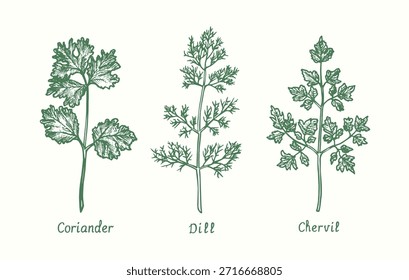 Cilantro, eneldo, conjunto de hojas de Chervil.  Dibujo de doodle blanco y negro de tinta en estilo xilográfico