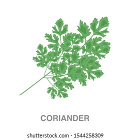 Coriander flat icon on white transparent background. You can be used coriander icon for several purposes.