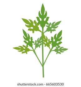 coriander fresh vegetable