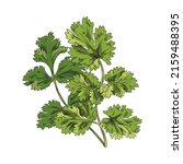 Coriander green leaves on branch, hand drawn sketch vector illustration isolated on white background. Fresh herbs for cooking and seasoning. Cilantro or Chinese parsley.