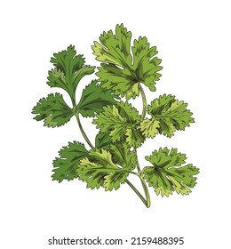 Coriander green leaves on branch, hand drawn sketch vector illustration isolated on white background. Fresh herbs for cooking and seasoning. Cilantro or Chinese parsley.