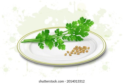 Coriander green leaves with coriander seeds vector illustration