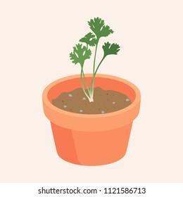 coriander Growing up in flowerpot vector illustration