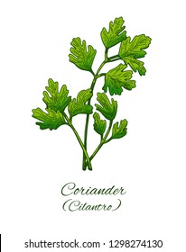 Coriander hand drawn color sketch. Cilantro or Chinese parsley. Medicinal herb, spice botanical Vector illustration isolated on white. 