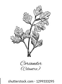 Coriander hand drawn ink sketch. Cilantro or Chinese parsley. Vintage line art, Medicinal herb and spice. Retro style. Botanical vector illustration isolated on white. 