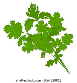 Coriander herb, Chinese parsley, food vector illustration, isolated logo on white background