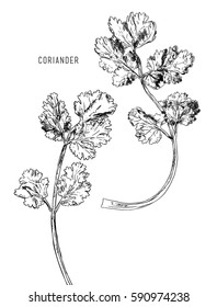 coriander herb, chinese parsley, food vector illustration, isolated vector.Hand drawn sketch line art