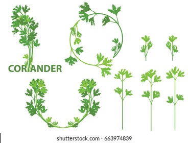 Coriander Herb, Chinese Parsley, Food, Isolated Logo, Vector Illustration