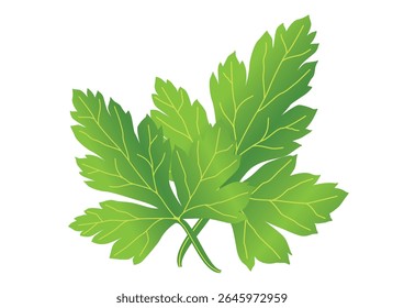coriander herb leaf green eat cooking