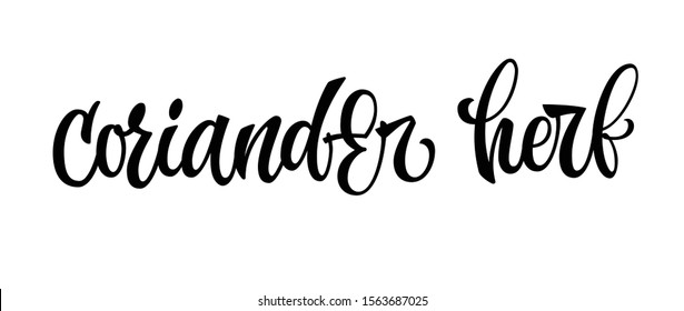 Coriander herb - vector hand drawn calligraphy style lettering word. Isolated script spice text label. Labels, shop design, cafe decore etc