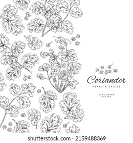 Coriander herbs and spices poster template with space for text, sketch vector illustration on white background. Cilantro seeds and branches with leaves, banner template. Hand drawn cooking ingredient.