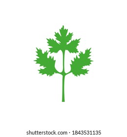 Coriander icon. Green parsley leaves vector illustration isolated on white. Cilantro symbol.