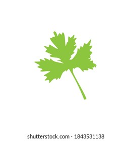 Coriander icon. Green parsley leaves vector illustration isolated on white. Cilantro symbol.