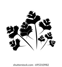 Coriander icon image