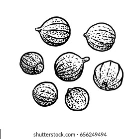 Coriander illustration, drawing, engraving, ink, line art, vector
