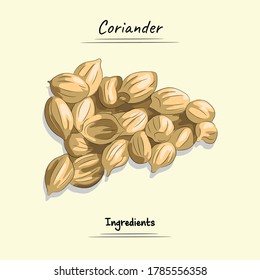 Coriander Illustration Used Ingredients For Cooking, Sketch & Vector Style