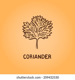 Coriander. Isolated on White Background. Natural spices. Compilation of vector sketches
