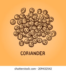 Coriander. Isolated on White Background. Natural spices. Compilation of vector sketches