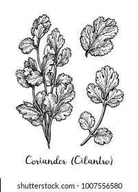 Coriander, also known as cilantro or Chinese parsley. Ink sketch set isolated on white background. Hand drawn vector illustration. Retro style.